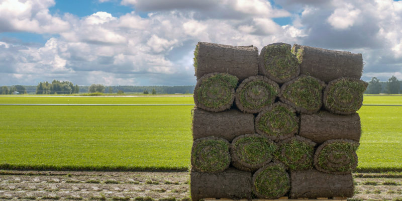 sod-installation-frederick
